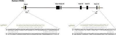 The immune checkpoint molecule, VTCN1/B7-H4, guides differentiation and suppresses proinflammatory responses and MHC class I expression in an embryonic stem cell-derived model of human trophoblast